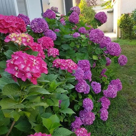 Homestay D'hote Kalango Proche De La Plage-piscine Lucciana (Corsica)