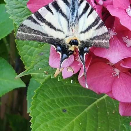 Homestay D'hote Kalango Proche De La Plage-piscine Lucciana (Corsica)