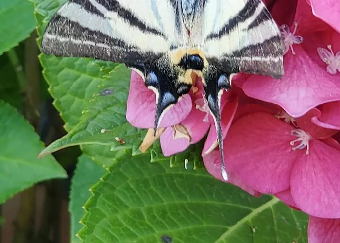 Habitación en casa particular D'hote Kalango Proche De La Plage-piscine Lucciana (Corsica)